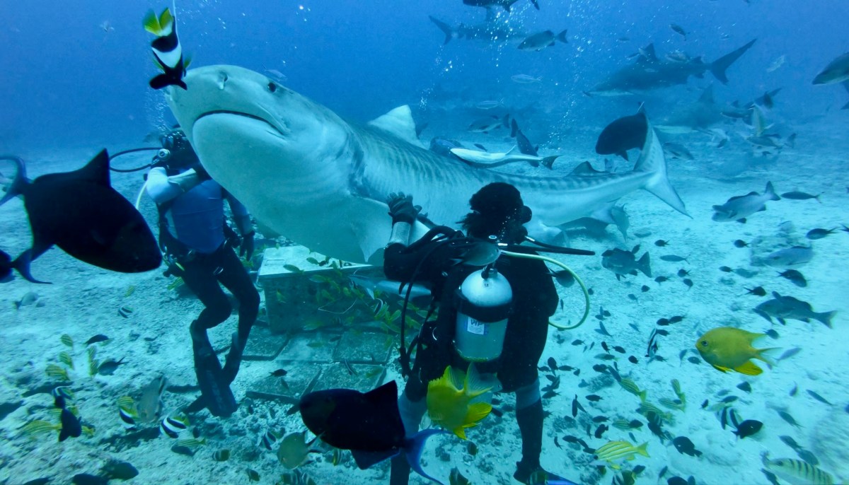 52. Ni Sa Moce, Fiji—Kia Ora, New Zealand! September-October 2025